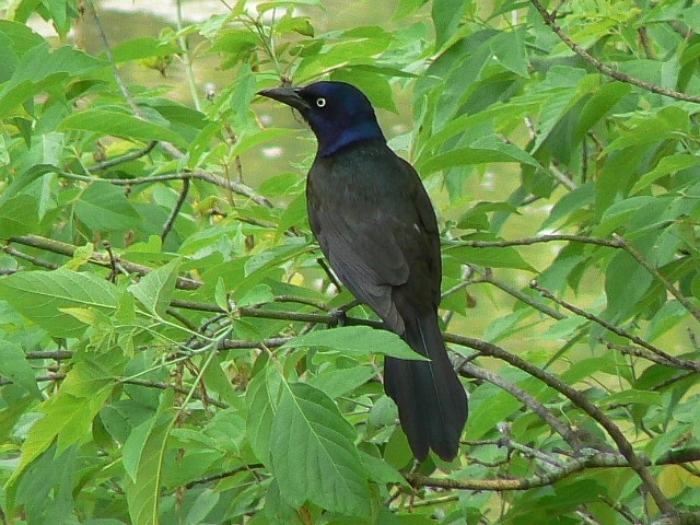 common grackle male. Common Grackle (male) - Lower