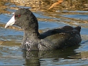 More American Coots