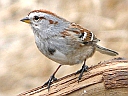 More Tree Sparrows