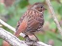 More Fox Sparrows