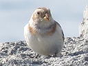 More Snow Bunting