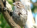More Song Sparrows