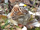 More White-throated Sparrows