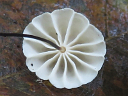 More Pinwheel Mushrooms