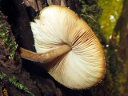 More Velvet Shield Mushrooms