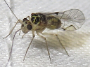 Metylophorus purus