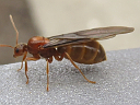 False Honey Ant