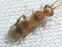 Phanerotoma Wasp