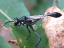 More Eremnophila aureonotata Wasps