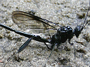 More Pelecinid Wasps