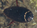 Diving Beetle