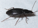 More Agonum punctiforme Beetles