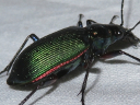 More Calosoma wilcoxi Beetles