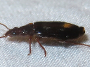 More Plochionus timidus Beetles