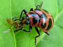 More Spotted Ladybugs
