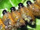 More Three-lined Potato Beetles