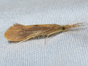Triaenodes species