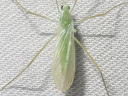 Erioptera chlorophylla