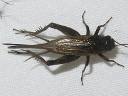 Allonemobius species