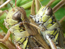 More Red-legged Grasshoppers