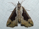More Baltimore Hypena Moths