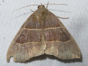 More Maple Looper Moths