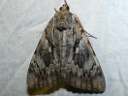 More Yellow-banded Underwing Moths