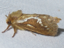 More Common Swift Moths