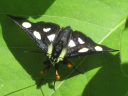 More Eight-spotted Forester Moths