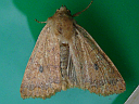 More Bicoloured Sallow Moths