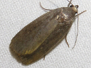 Miranda Moth