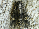 More Hitched Arches Moths