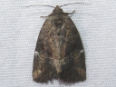 More Variegated Midget Moths