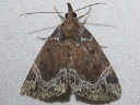 More White-lined Hypena Moths