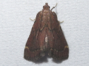Red-shawled Moth
