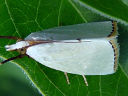 Snowy Urola Moth