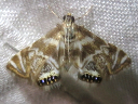 Canadian Petrophila