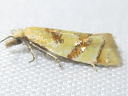 Phtheochroa vitellinana