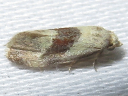 Phalonidia lepidana