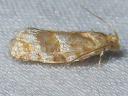Pine Tube Moth
