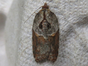 More Robinson's Acleris Moths