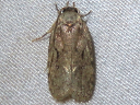 Curved-line Agonopterix