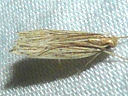 Lanceolate Moth