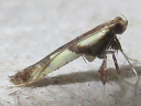 Caloptilia blandella