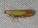 Coptotriche citrinipennella