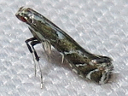 Leucospilapteryx venustella