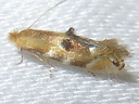 Bucculatrix species