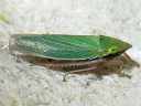 Draeculacephala antica