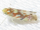 Erythroneura species