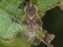 Linden Lace Bug